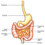 La sindrome dell'intestino irritabile: sintomi, segni, cause, fattori di rischio e cure