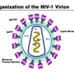 HIV e AIDS: segni, sintomi, modalità di contagio e cure