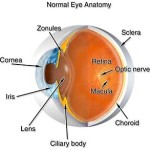 Ambliopia (occhio pigro) :sintomi, cause, diagnosi e trattamenti