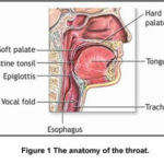 rp_mal-di-gola-anatomia1.jpg