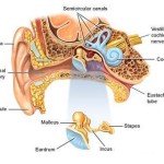 rp_orecchio-anatomia1.jpg