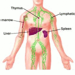 Linfoadenite mesenterica : sintomi, cause, diagnosi e trattamenti