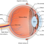rp_occhio-irite-anatomia1.jpg