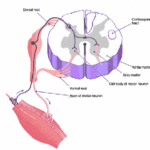 rp_sindrome-di-Barrè1gif.gif