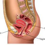 rp_anatomia-umana-modello2.jpg