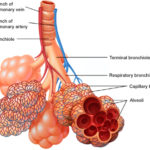 rp_attaco-dasma-schema.jpg