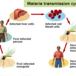 rp_ciclo-della-malaria.jpg