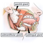 rp_ghiandole-salivari-schema.jpg