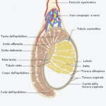 rp_anatomia-della-rete-testis.gif