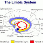 rp_sistema-limbico-schema.gif