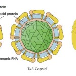 struttura del virus zika