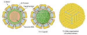 struttura del virus zika