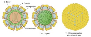 struttura del virus zika