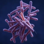 Mycobacterium tuberculosis